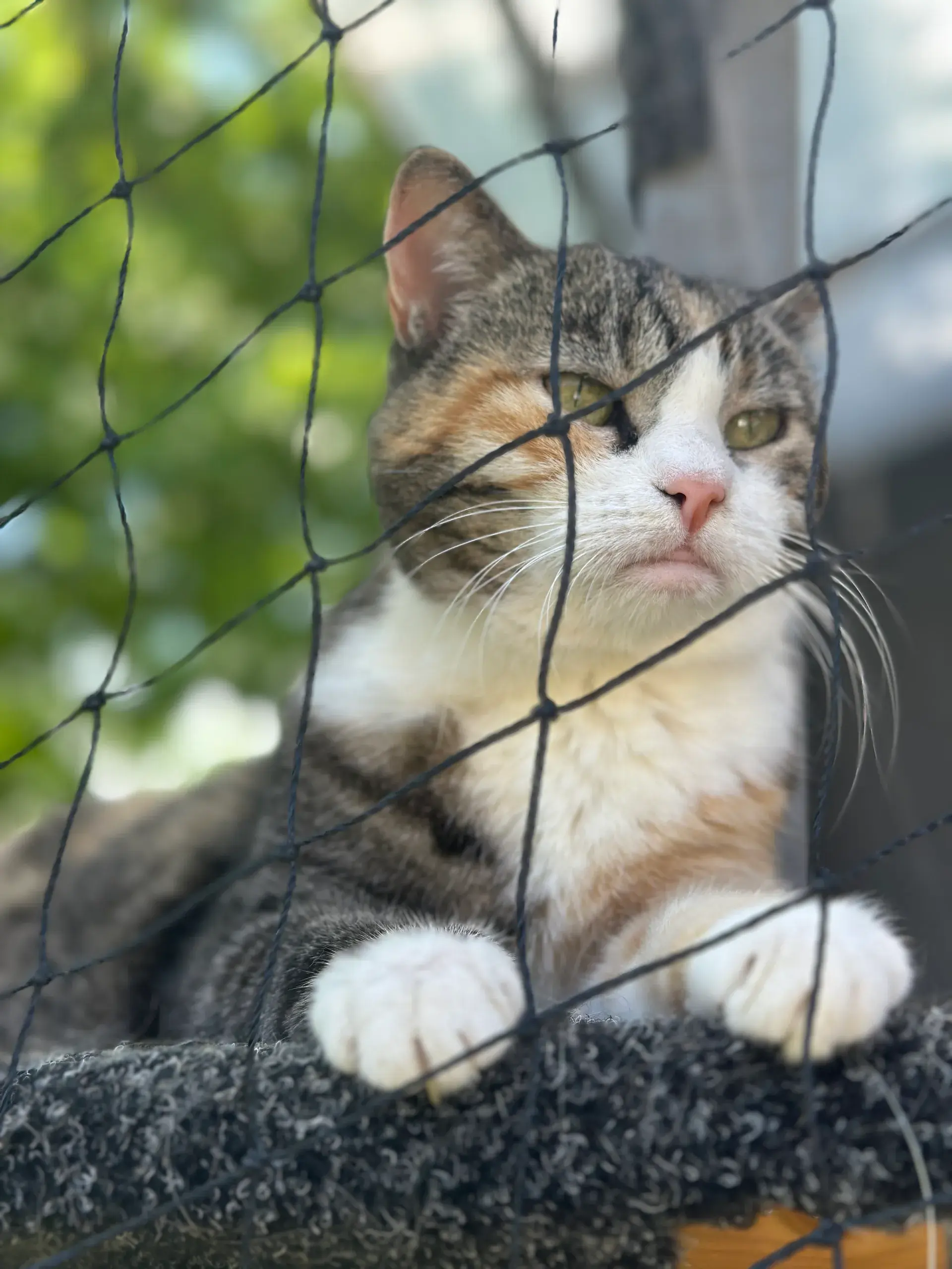 Tigi the cat looking through a net