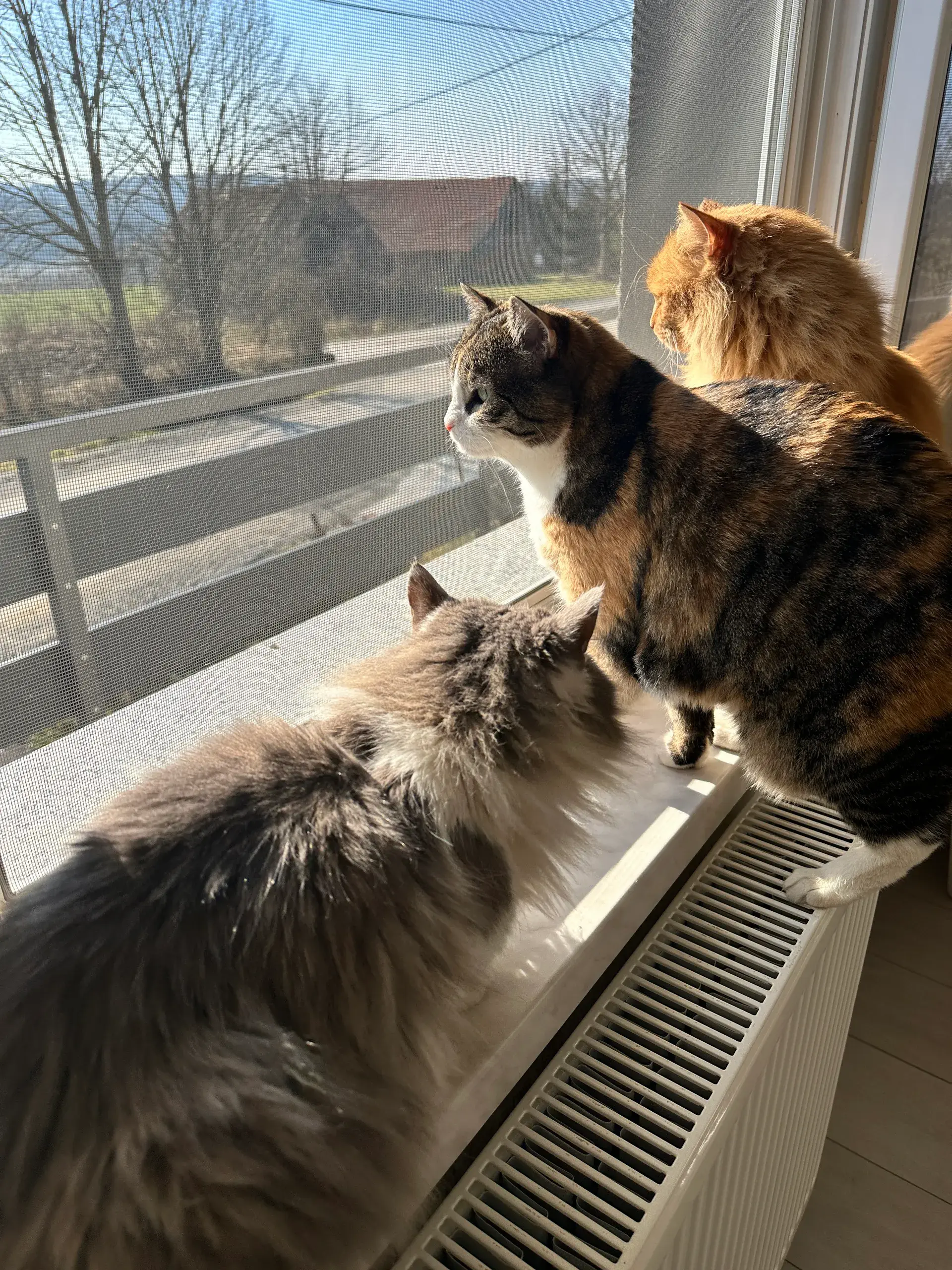 Team meeting, all cats on a window